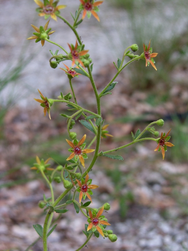 Saxifraga mutata / Sassifraga mutata